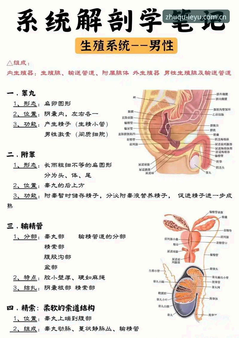 当足球教练开始解剖“男性危机”，我们为何需要重新下载一套理解系统？
